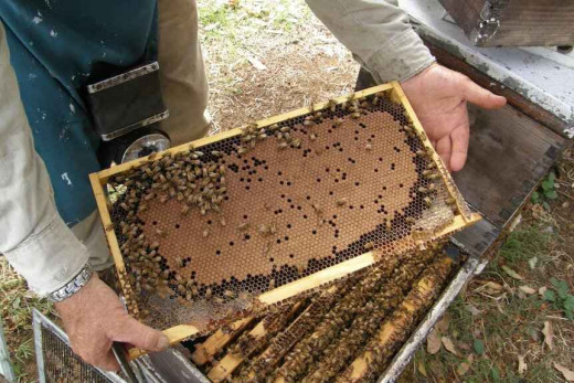 अमेरिका में मधुमक्खियों को बीमारी से बचाने के लिए वैक्सीन तैयार